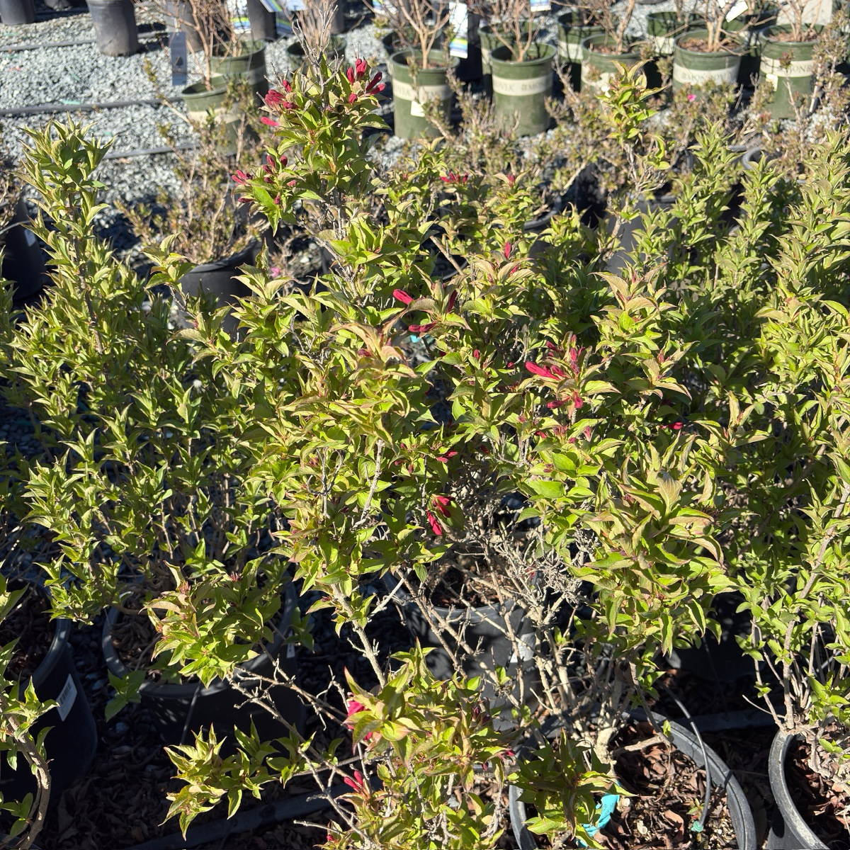 Red Prince Weigela