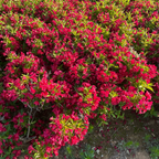 Red Prince Weigela