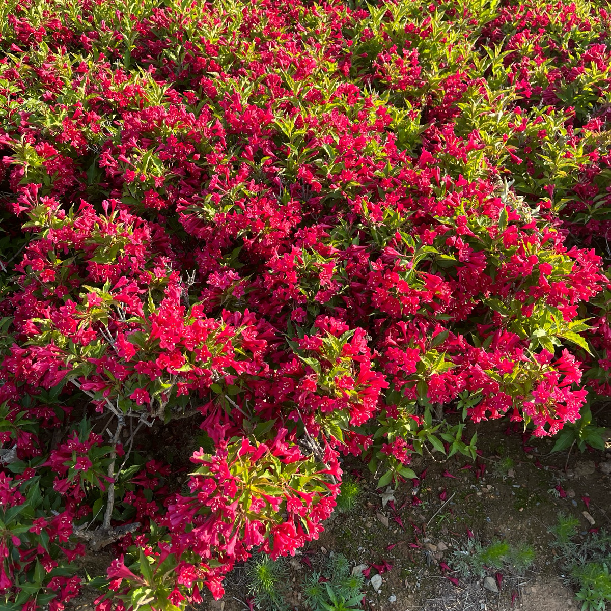 Red Prince Weigela