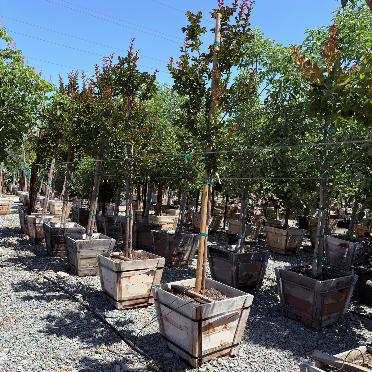 Red Rocket Crape Mytle 