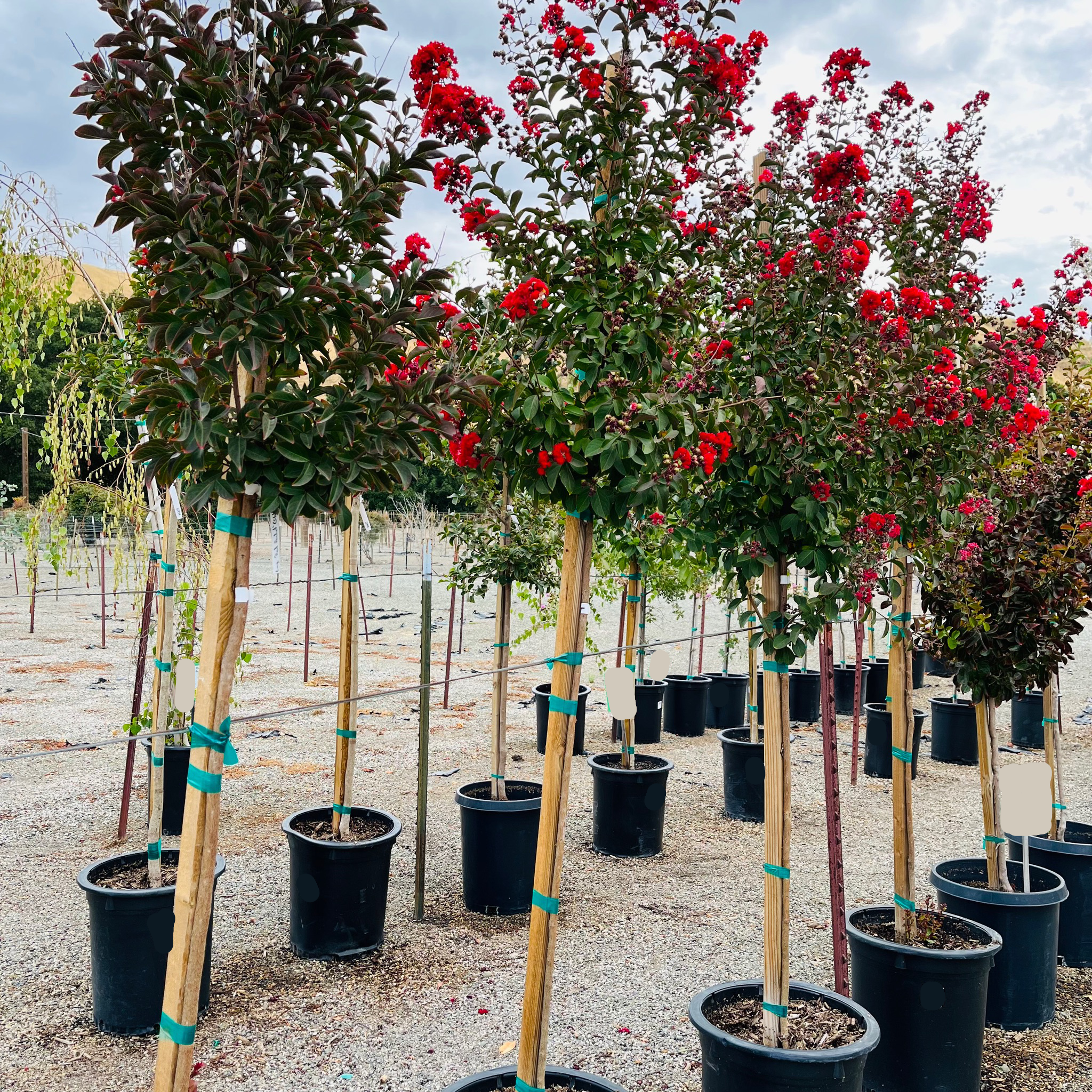 Red Rocket Crape Mytle