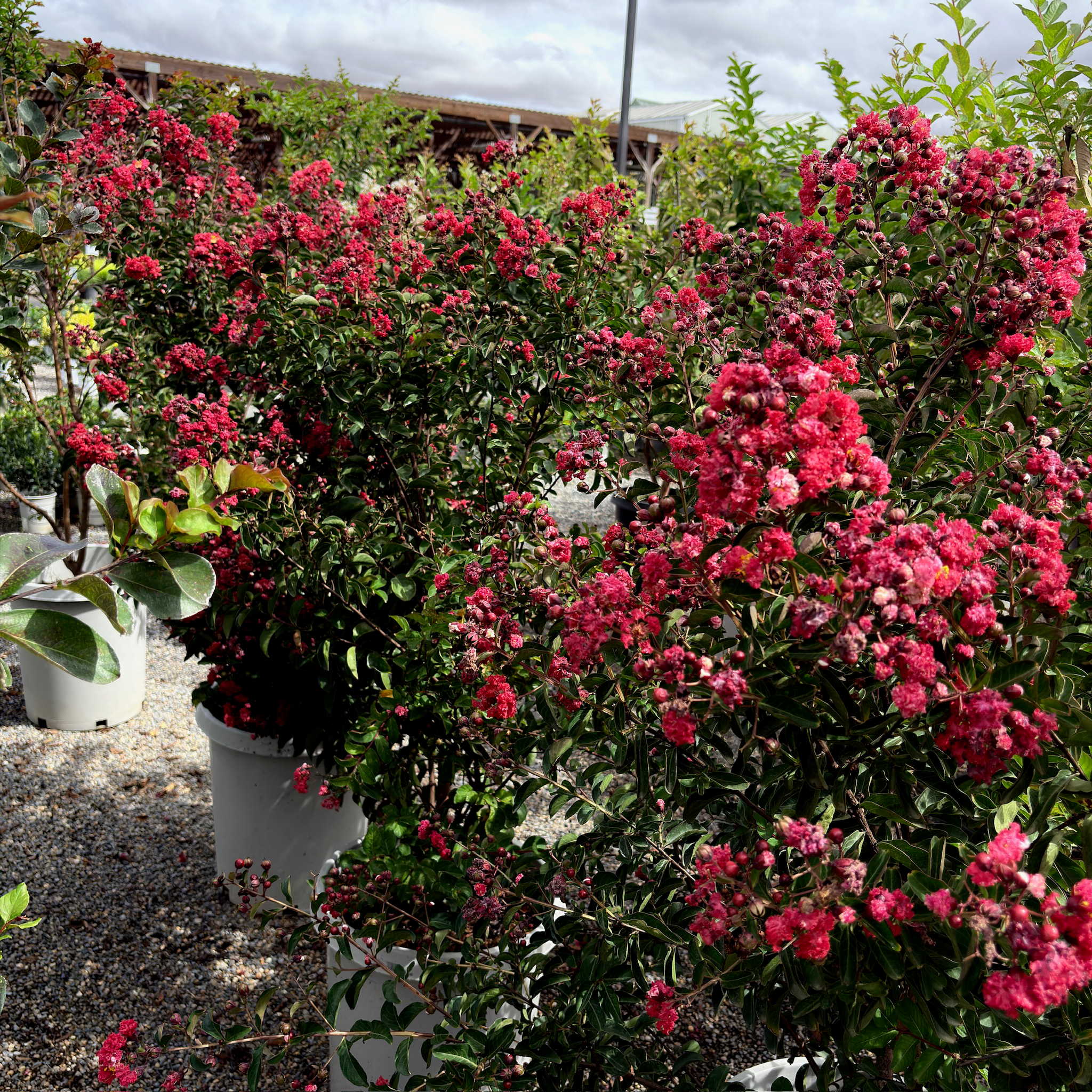 Red Rocket Crape Mytle