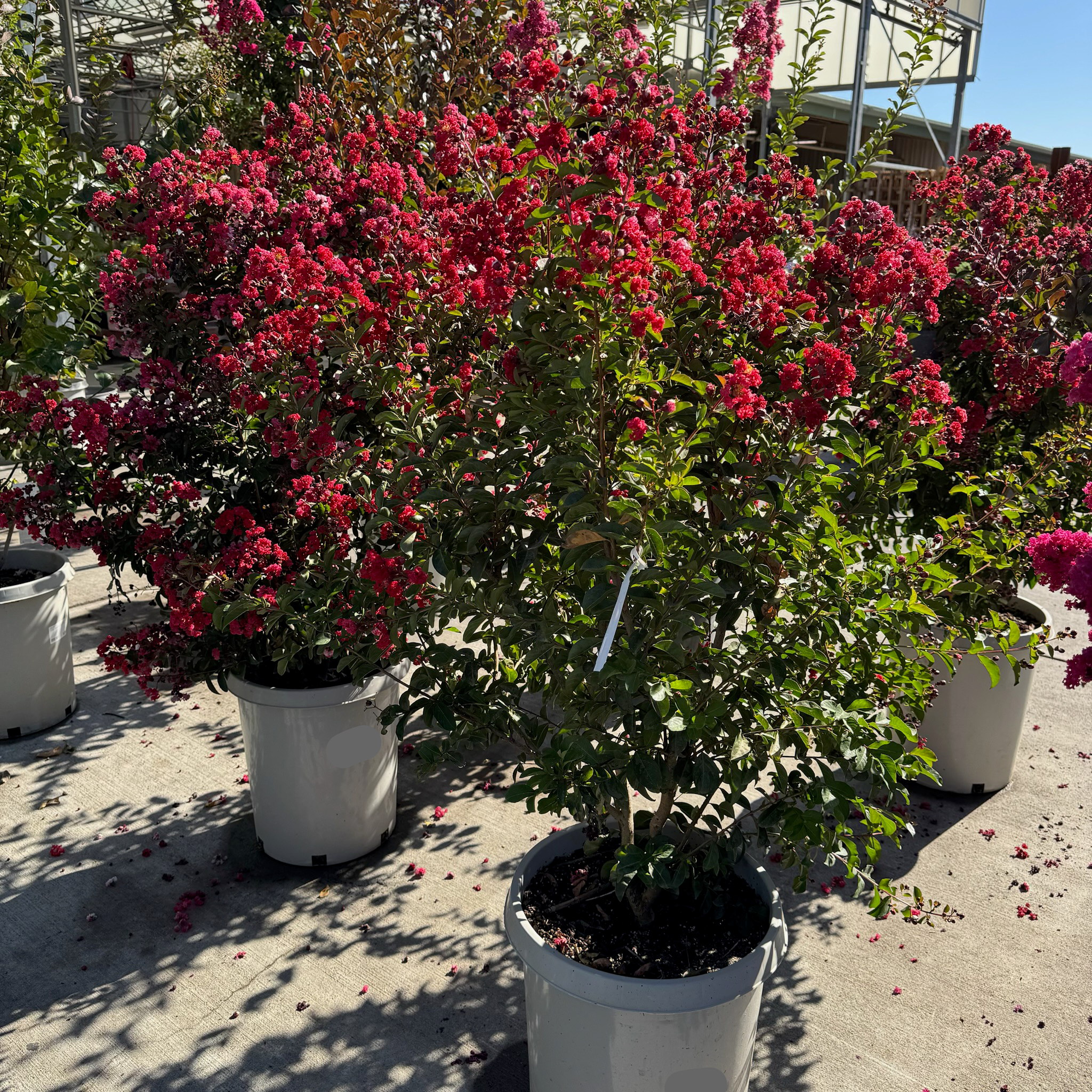 Red Rocket Crape Mytle