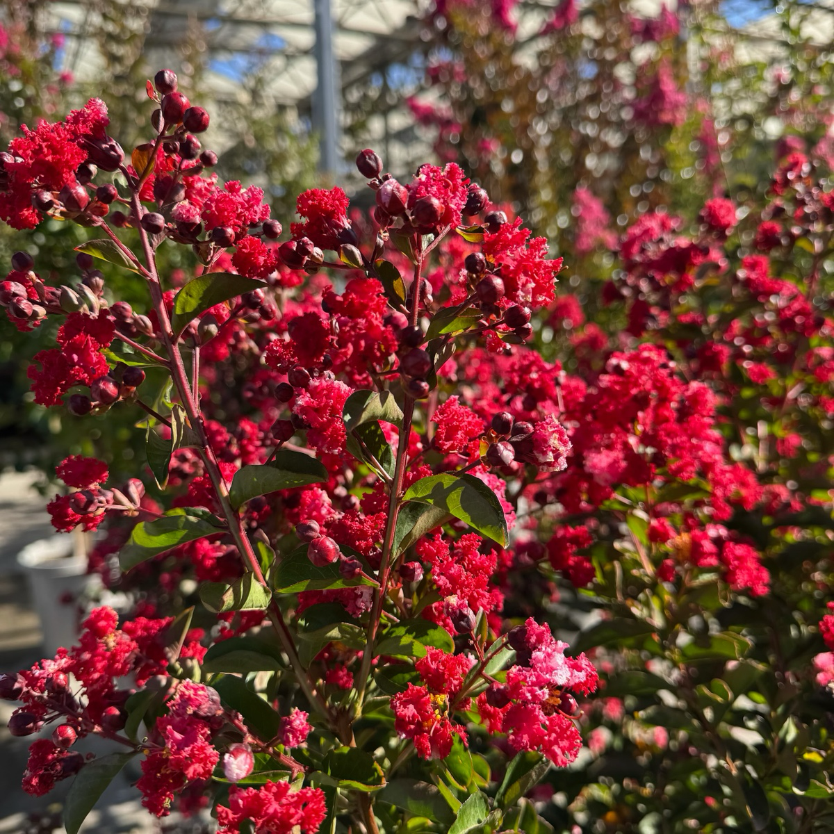 Red Rocket Crape Mytle