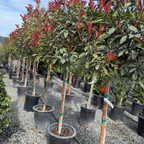 Red Tip Photinia