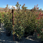 Red Tip Photinia