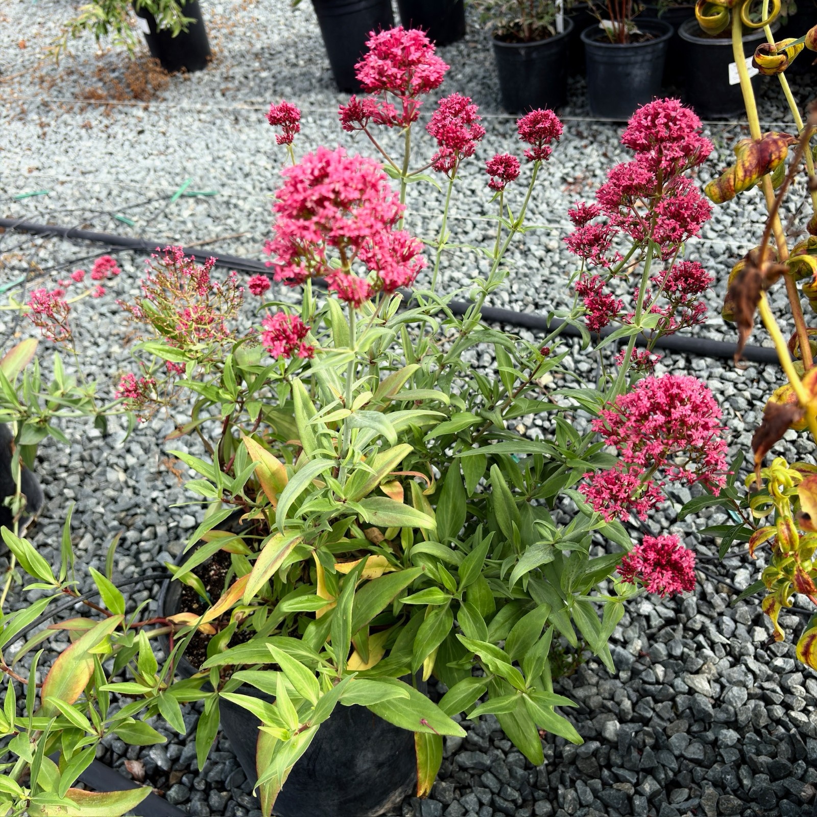 Red Valerian