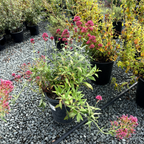Red Valerian