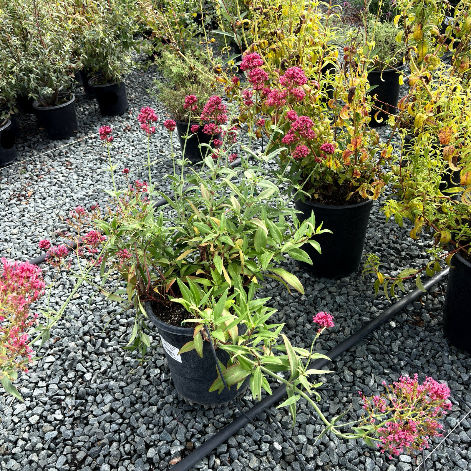 Red Valerian