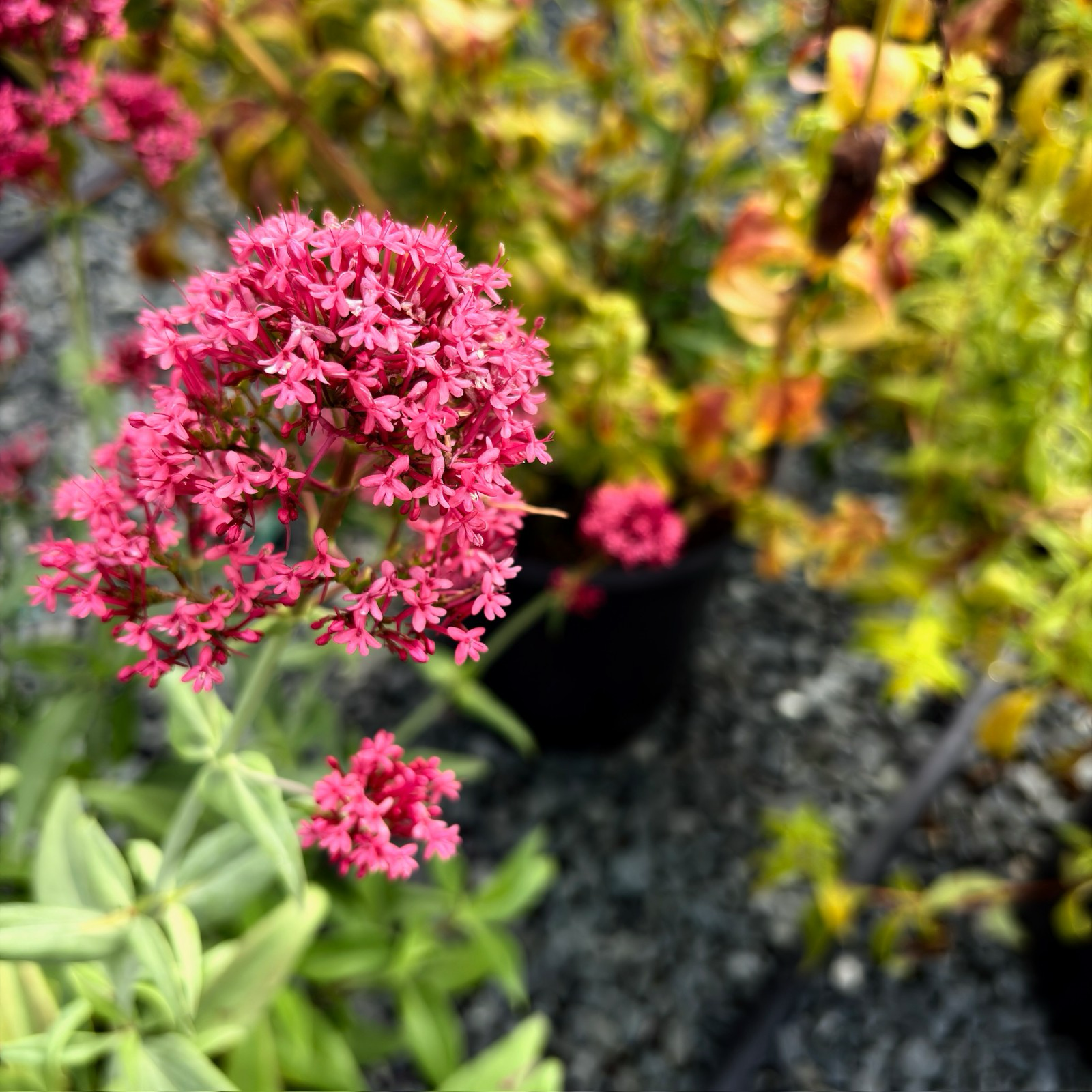 Red Valerian