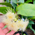 Close-up of a hand holding two  Red Wax Apple yellowish-green flowers with green leaves in the background.