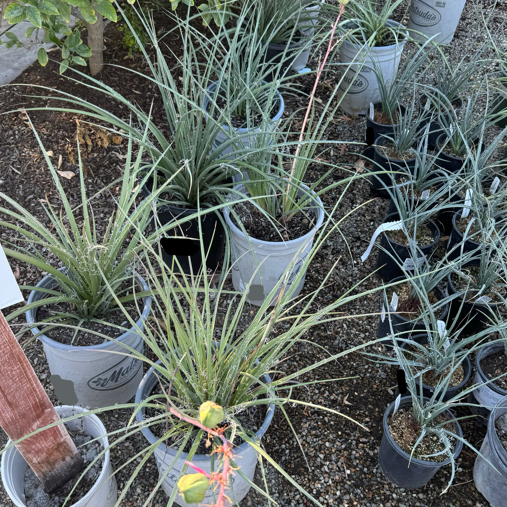 Red Yucca