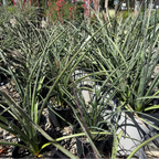 Red Yucca