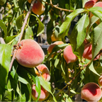 Redhaven Peach