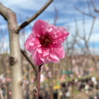 Redhaven Peach
