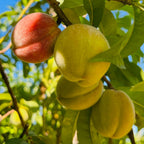 Redhaven Peach
