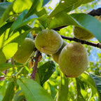 Redhaven Peach