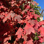 Redpointe ®Red Maple