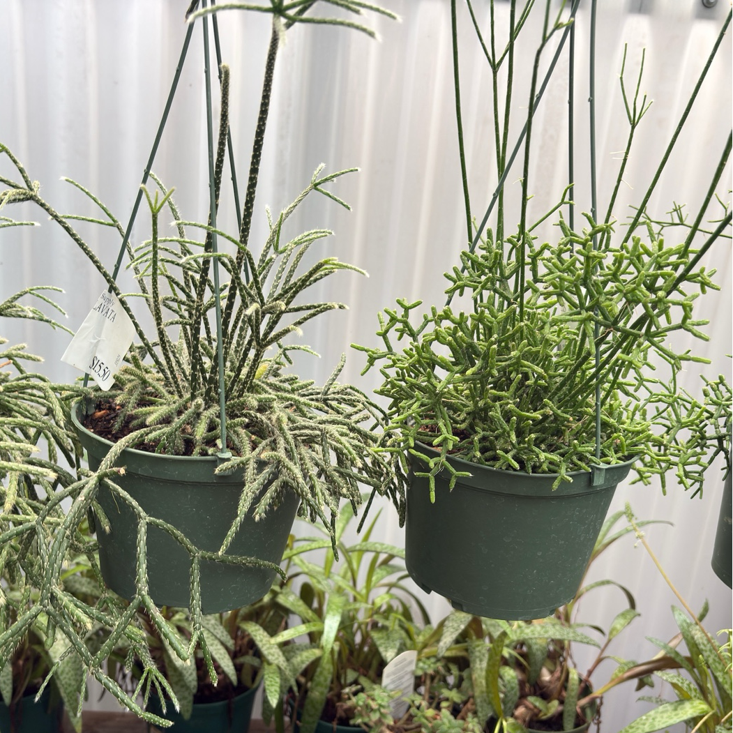 Rhipsalis cereuscula