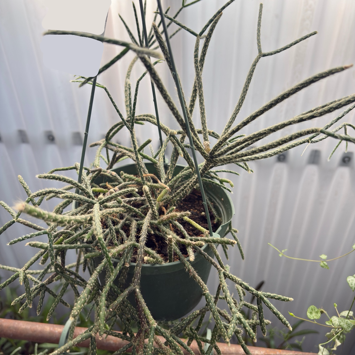Rhipsalis cereuscula
