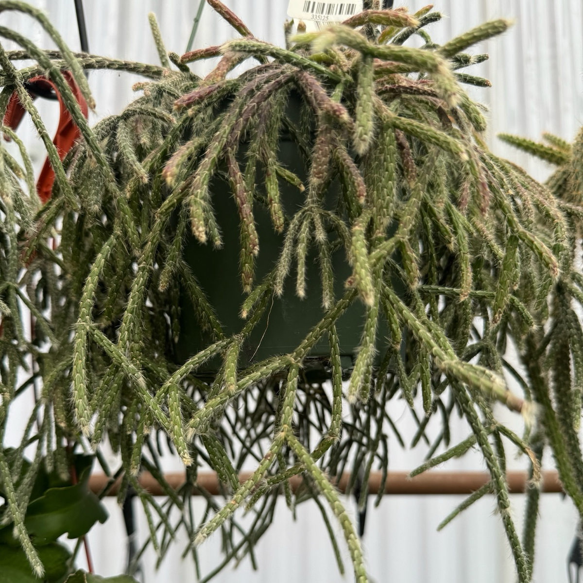 Rhipsalis cereuscula