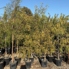 Row of potted Rhus lancea trees in a nursery setting with a clear blue sky.