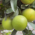 Rio Red Grapefruit