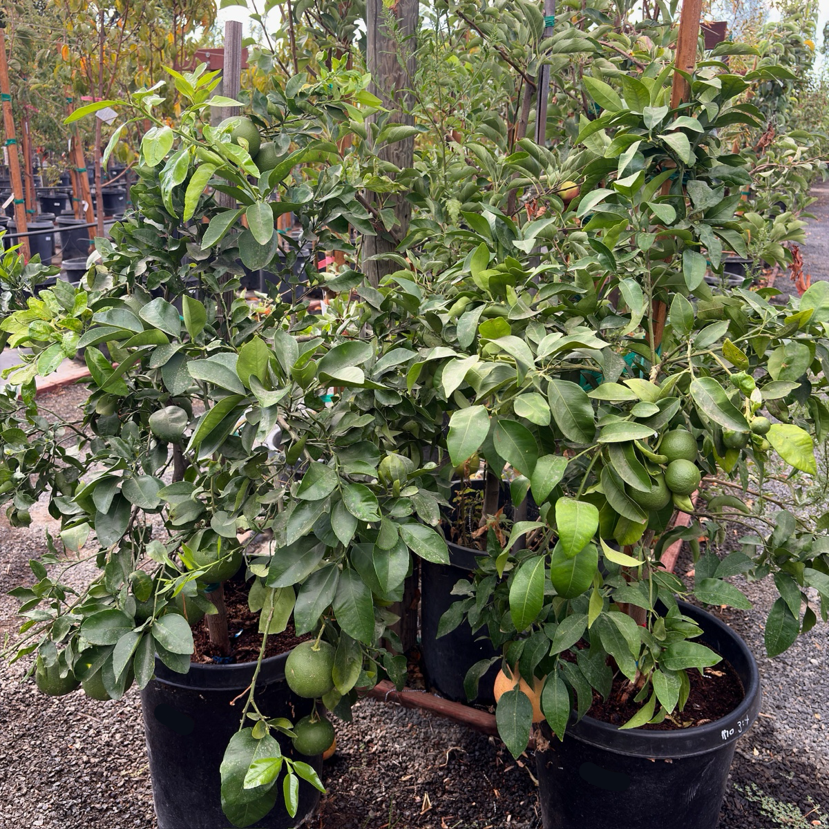 Rio Red Grapefruit Tree