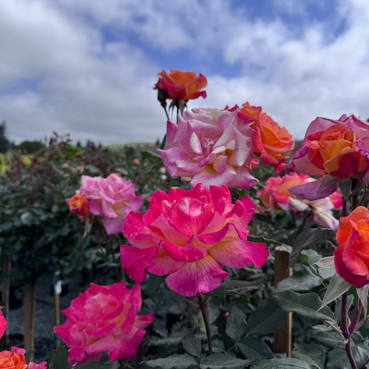 Rio Samba Hybrid Tea Rose