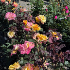 Rio Samba Hybrid Tea Rose