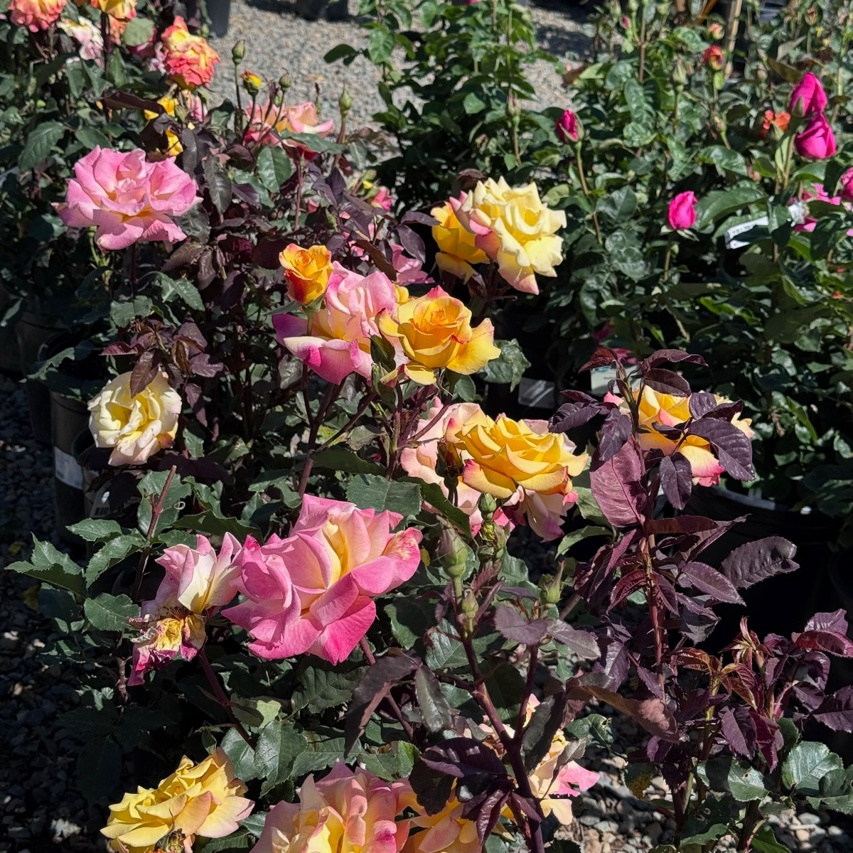 Rio Samba Hybrid Tea Rose