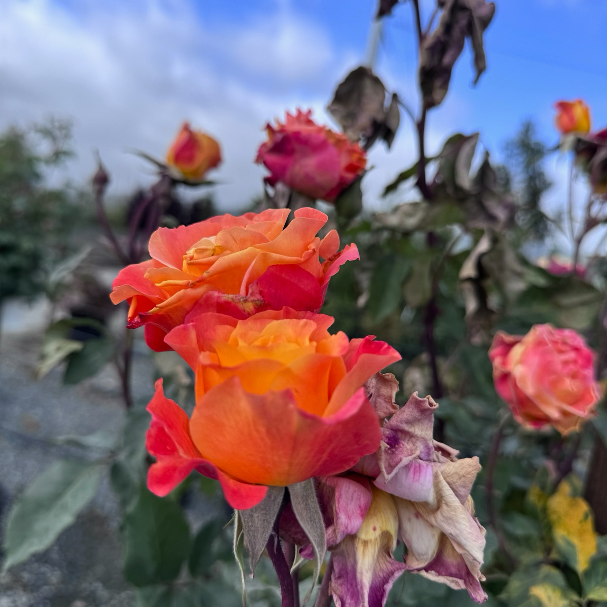 Rio Samba Hybrid Tea Rose