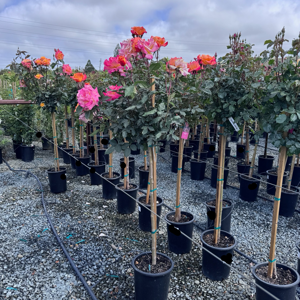 Rio Samba Hybrid Tea Rose