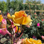 Rio Samba Hybrid Tea Rose