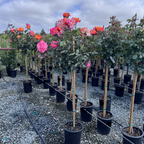 Rio Samba Hybrid Tea Rose