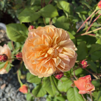Roald Dahl David Austin Rose