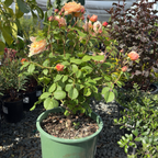 Roald Dahl David Austin Rose
