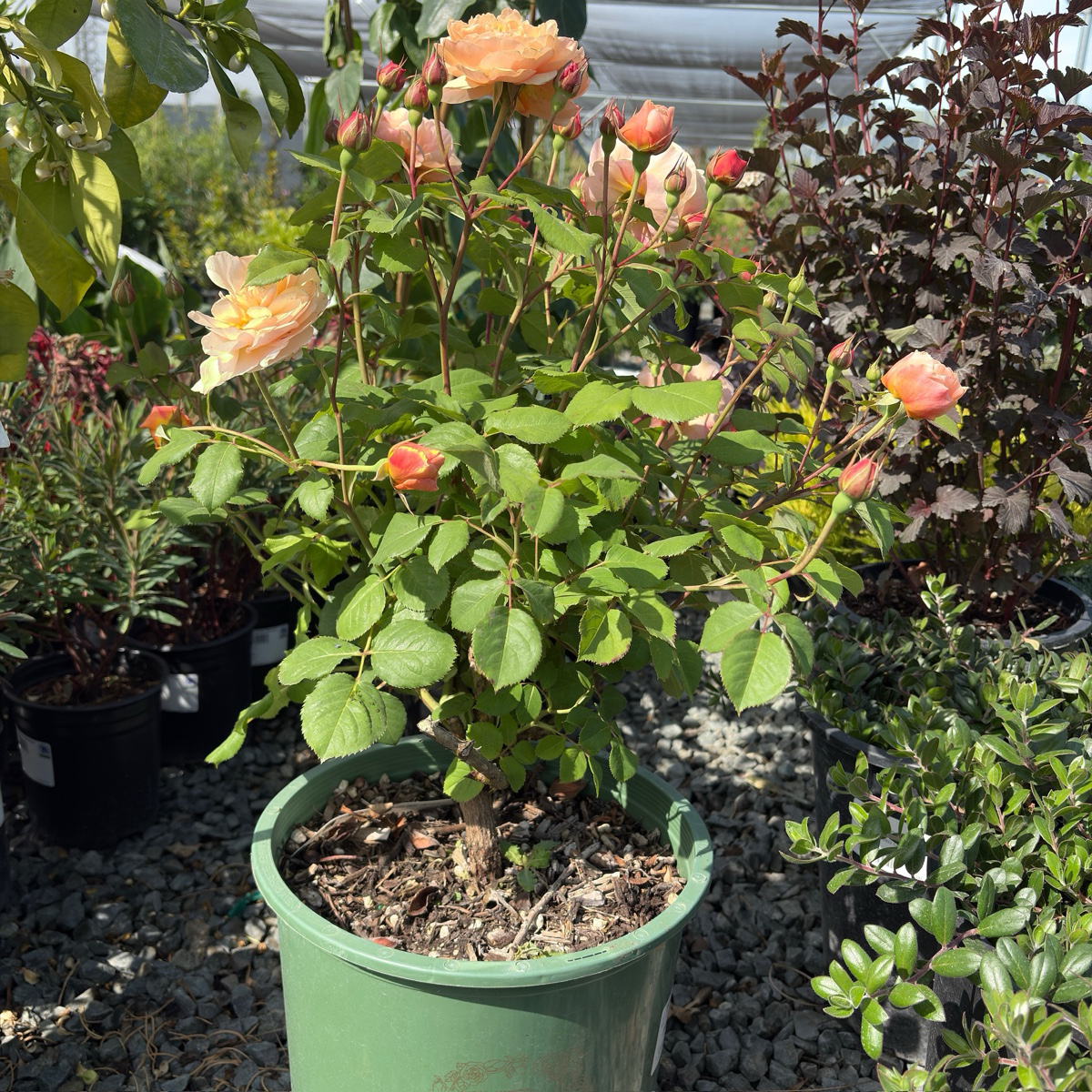 Roald Dahl David Austin Rose