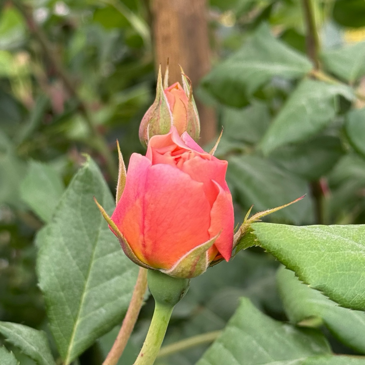 Roald Dahl David Austin Rose