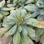 Close-up of a green Robb's Wood Spurge plant with some yellowing leaves.