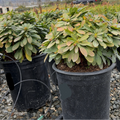 Potted Robb's Wood Spurge in black pots on a gravel surface with a blurred background