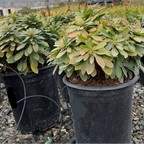 Potted Robb's Wood Spurge in black pots on a gravel surface with a blurred background
