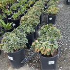Row of potted Robb's Wood Spurge in a nursery setting