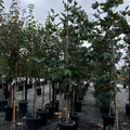 Roberts' Western Sycamore