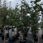 Roberts' Western Sycamore