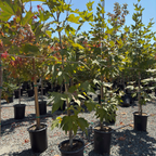 Roberts' Western Sycamore