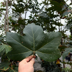 Roberts' Western Sycamore