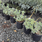 Rock Purslane