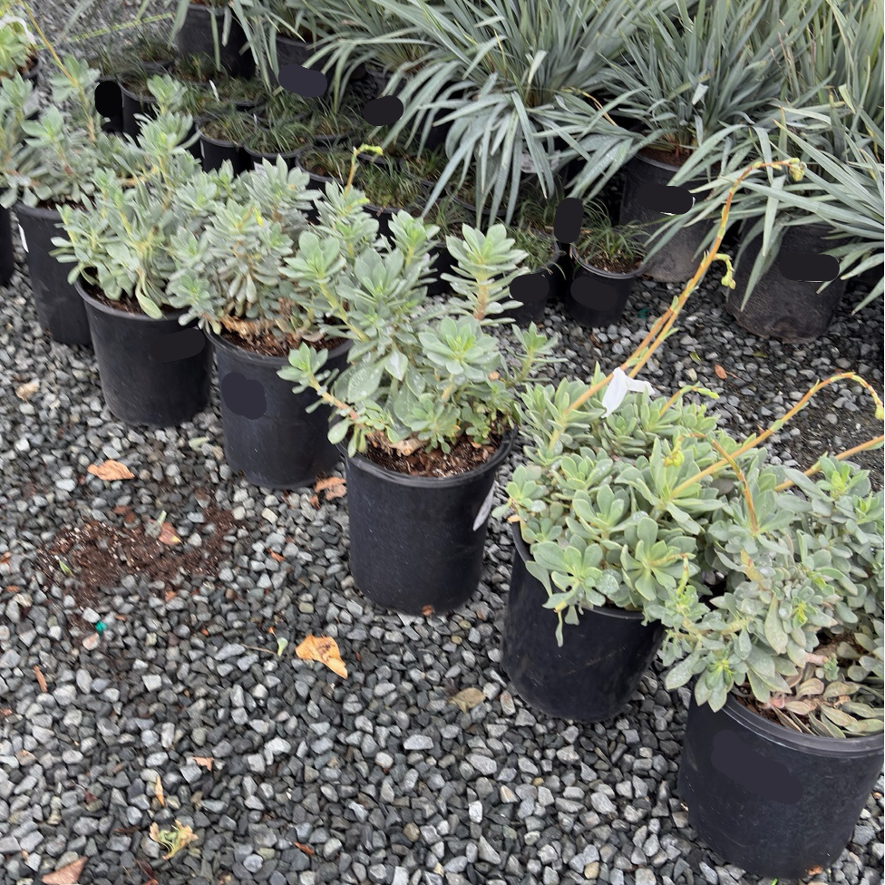 Rock Purslane