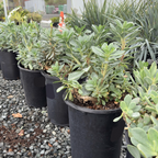 Rock Purslane